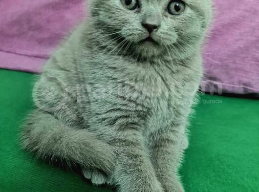 Sevimli Kediler British Shorthair görsel