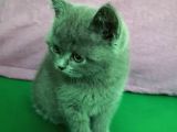 Sevimli Kediler British Shorthair