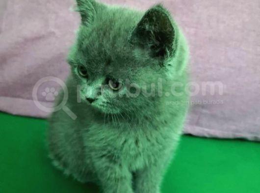 Sevimli Kediler British Shorthair görsel