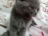 Sevimli Kediler British Shorthair