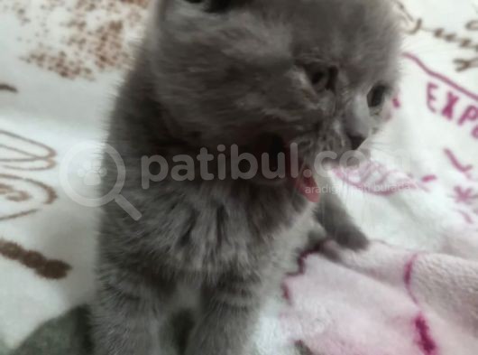 Sevimli Kediler British Shorthair