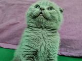 Scottish Fold Lilac Dişi