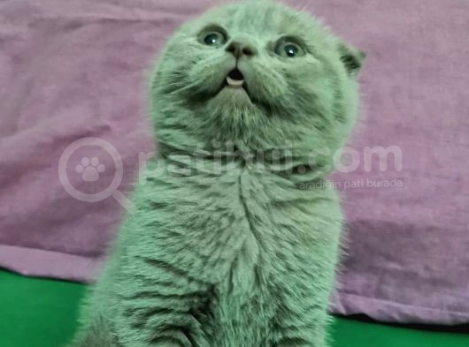 Scottish Fold Lilac Dişi görsel
