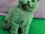 Scottish Fold Lilac Dişi
