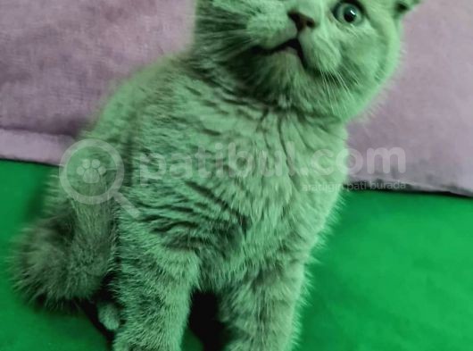Scottish Fold Lilac Dişi görsel
