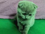 Scottish Fold Lilac Dişi