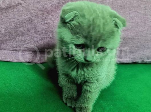 Scottish Fold Lilac Dişi görsel