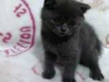 Scottish Fold Lilac Dişi