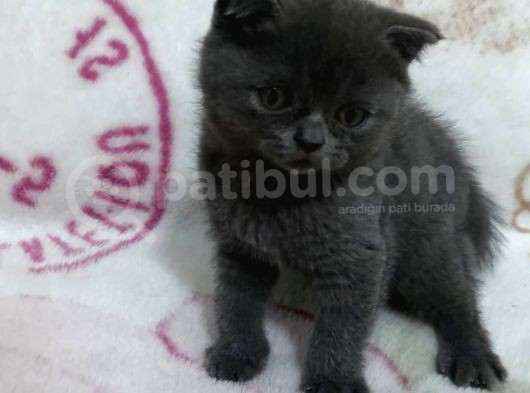 Scottish Fold Lilac Dişi
