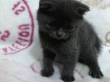 Scottish Fold Lilac Dişi