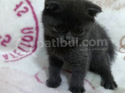 Scottish Fold Lilac Dişi görsel