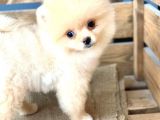 Orijinal Pomeranian Boo