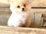 Orijinal Pomeranian Boo