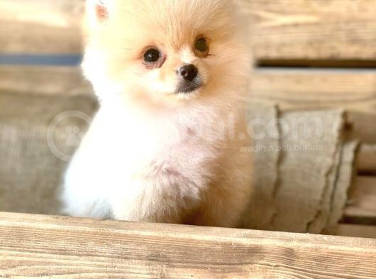 Orijinal Pomeranian Boo görsel