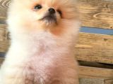 Orijinal Pomeranian Boo