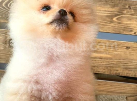 Orijinal Pomeranian Boo