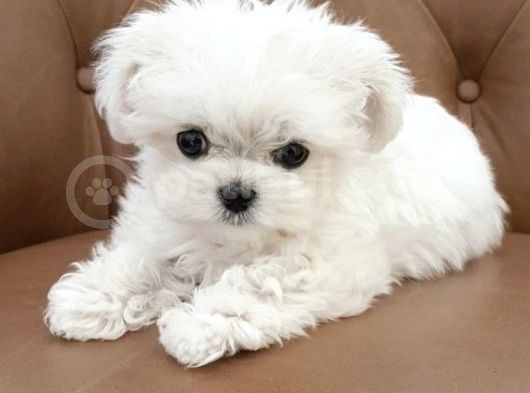 0 Numara Karbeyaz Maltese Terrier Yavrularımız