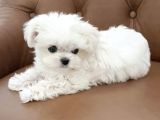 0 Numara Karbeyaz Maltese Terrier Yavrularımız