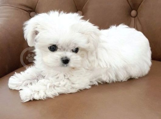 0 Numara Karbeyaz Maltese Terrier Yavrularımız görsel