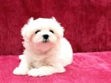 Safkan Maltese Terrier Yavrularımız