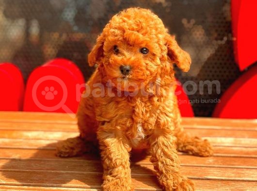 Red Brown Toy Poodle Bebekler görsel