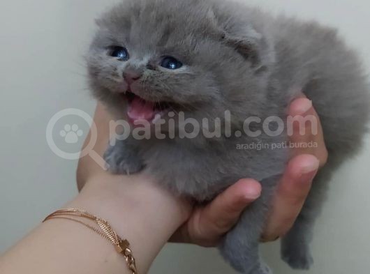 Ev Ortamında Üretilmiş Mükemmel Bebekler