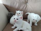 Scottish Fold Ve Straight Bebeklerimiz