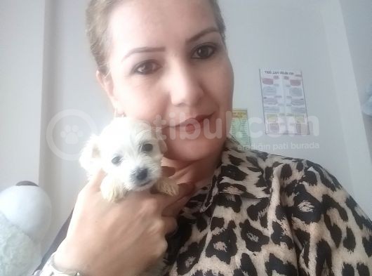 Maltese Bebeklerimiz