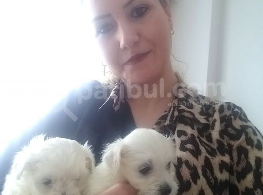 Maltese Bebeklerimiz görsel