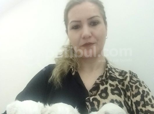 Maltese Bebeklerimiz görsel