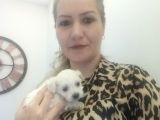 Maltese Bebeklerimiz