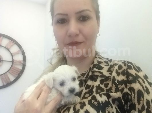 Maltese Bebeklerimiz görsel