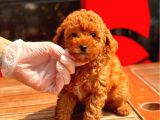 Red Brown Toy Poodle Bebekler