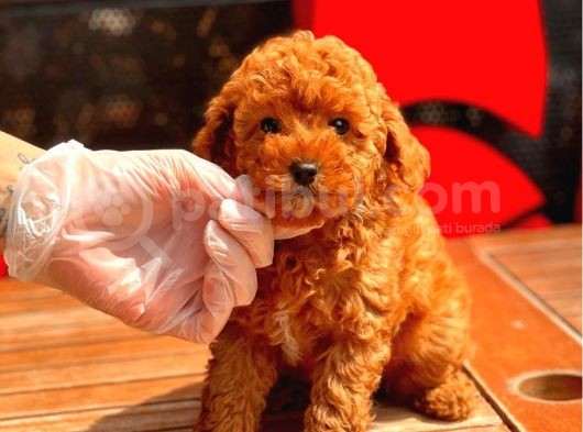 Red Brown Toy Poodle Bebekler görsel