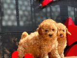 Apri̇cot Toy Poodle Bebekler