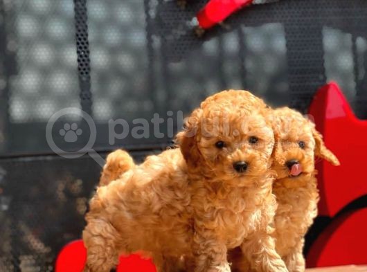 Apri̇cot Toy Poodle Bebekler görsel