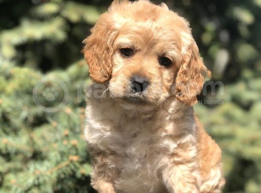 Asil Dizayn Irk Cockapoo Yavrumuz
