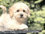 Tatlılık Abidesi Betty Toy Poodle Yavrumuz