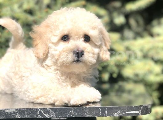 Tatlılık Abidesi Betty Toy Poodle Yavrumuz görsel