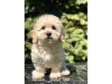 Tatlılık Abidesi Betty Toy Poodle Yavrumuz