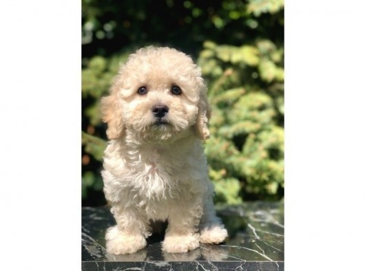 Tatlılık Abidesi Betty Toy Poodle Yavrumuz