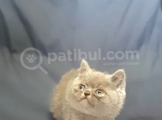 Oriji̇nal Bri̇ti̇sh Shorthai̇r Di̇şi̇ Ve Erkek