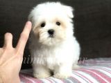 Irk Ve Sağlık Garantili Maltese Terrier Yavrularımız