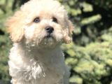 Tatlılık Abidesi Betty Toy Poodle Yavrumuz