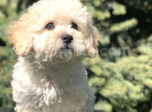 Tatlılık Abidesi Betty Toy Poodle Yavrumuz görsel