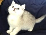 Safkan Bri̇ti̇sh Shorthai̇r Si̇lver Erkek