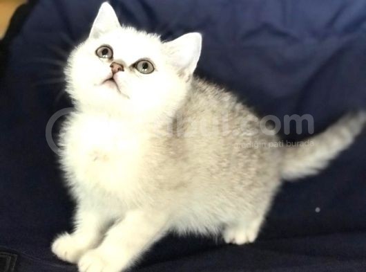 Safkan Bri̇ti̇sh Shorthai̇r Si̇lver Erkek görsel