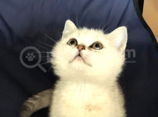 Safkan Bri̇ti̇sh Shorthai̇r Si̇lver Erkek