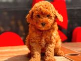 Red Brown Toy Poodle Bebekler