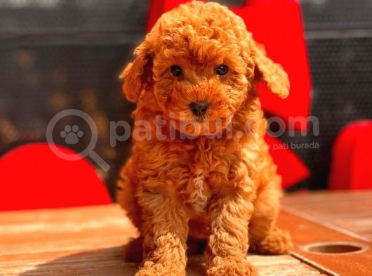 Red Brown Toy Poodle Bebekler görsel